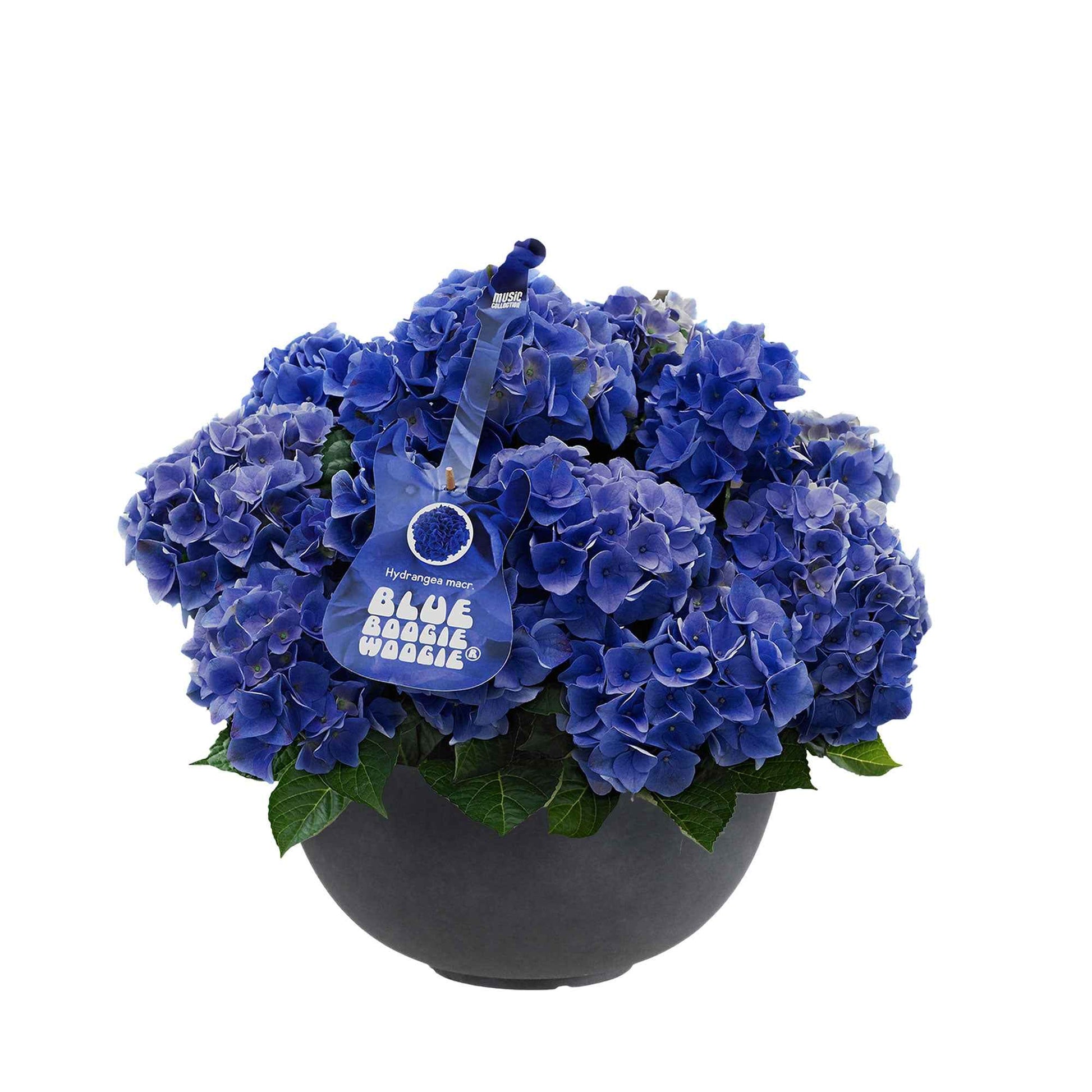 Bauernhortensie Hydrangea 'Blue Boogiewoogie'® Blau inkl. anthrazitfarbener Pflanzenschale - Blühende Büsche