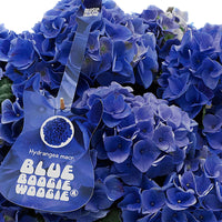 Hortensie Hydrangea 'Blue Boogiewoogie' blau inkl. Ziertopf, weiß - Blühende Gartenpflanzen
