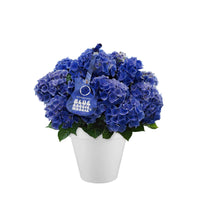 Hortensie Hydrangea 'Blue Boogiewoogie' blau inkl. Ziertopf, weiß - Blühende Büsche
