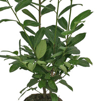 Lorbeerkirsche Prunus 'Novita' grün - Hecken