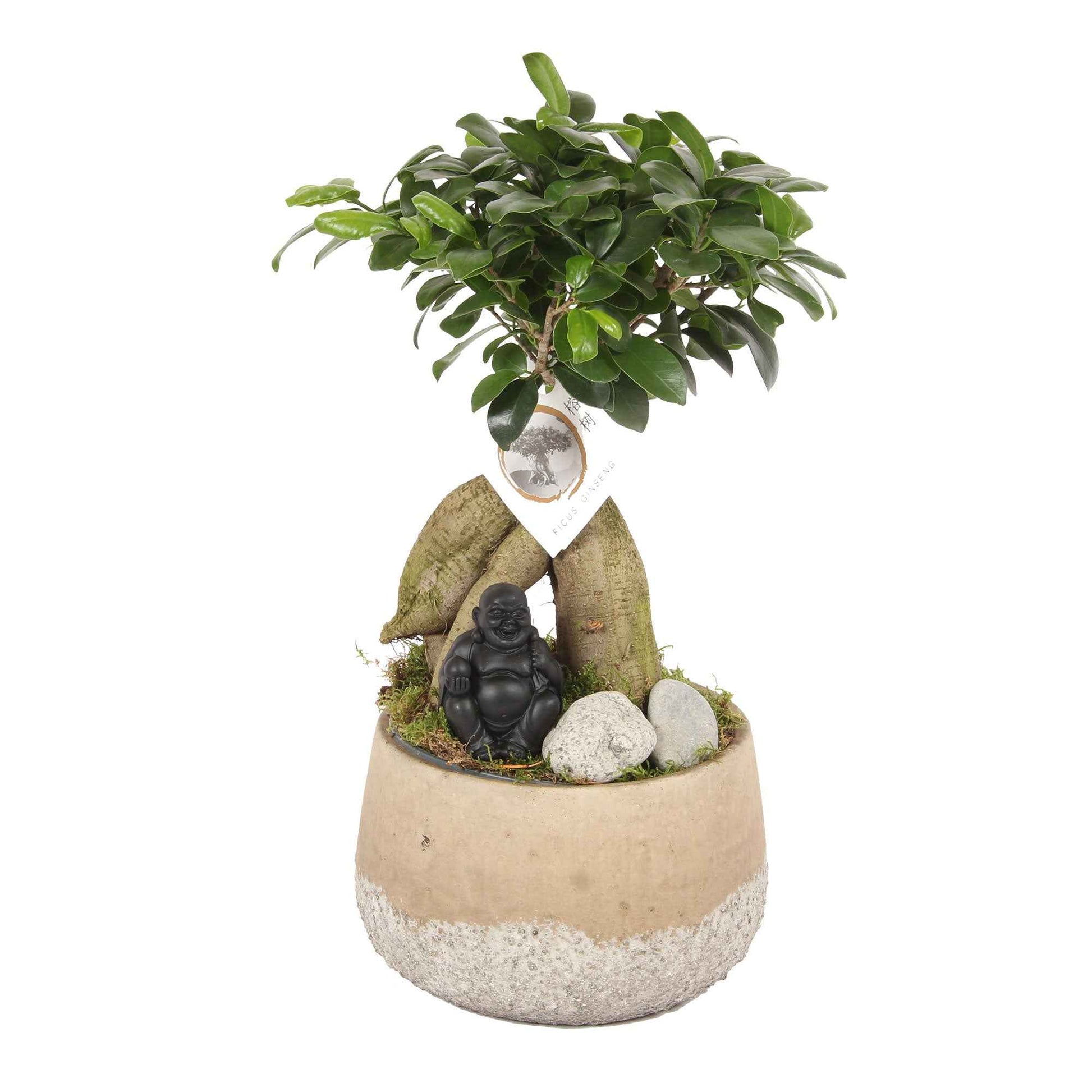 Bonsai Ficus 'Gingseng' inkl. Ziertopf aus Beton - Kleine Zimmerpflanzen