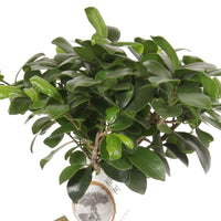 Bonsai Ficus 'Gingseng' inkl. Ziertopf aus Beton - Grüne Zimmerpflanzen