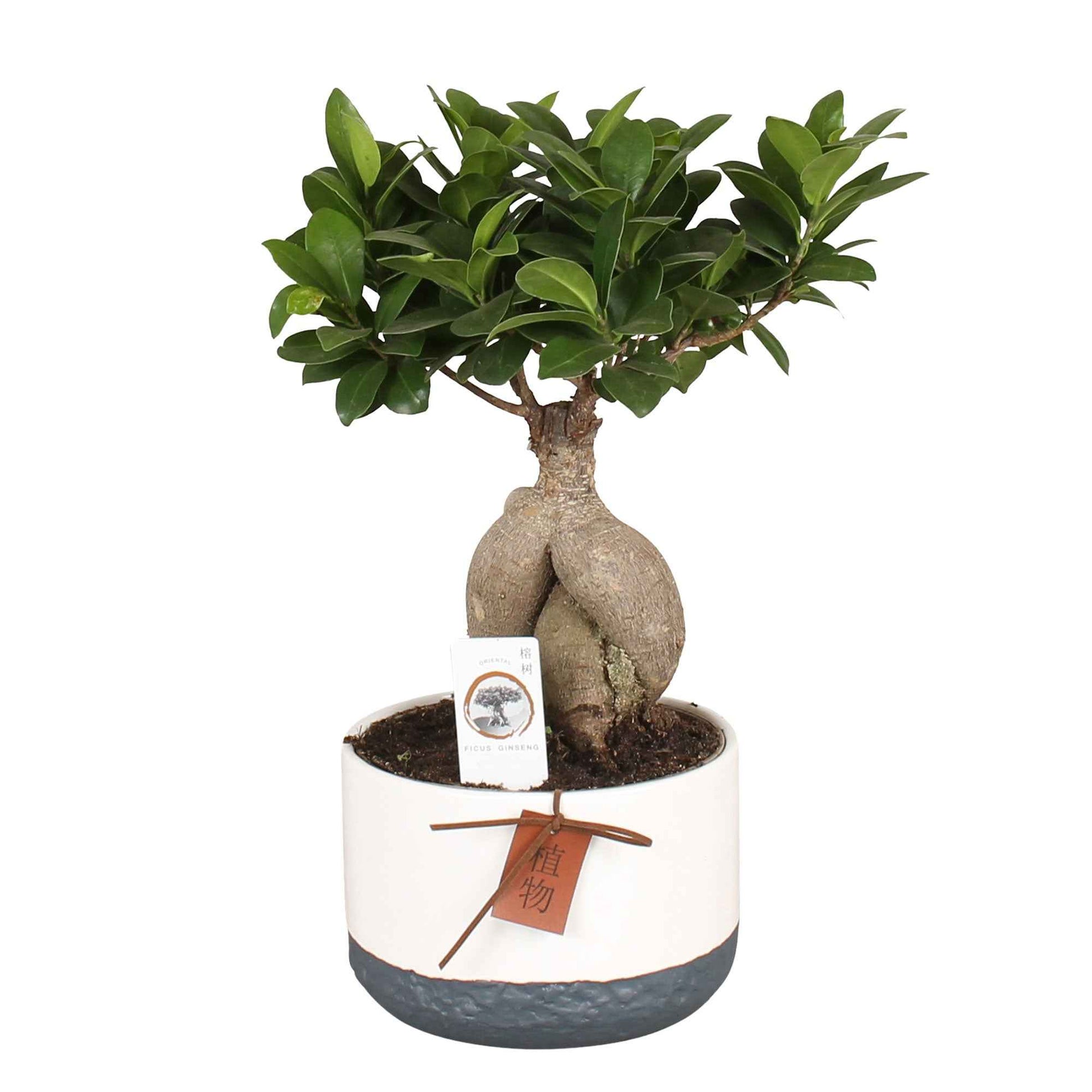 Bonsai Ficus 'Gingseng' inkl. Ziertopf aus Keramik - Kleine Zimmerpflanzen