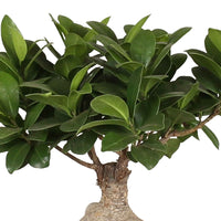 Bonsai Ficus 'Gingseng' inkl. Ziertopf aus Keramik - Alle Pflanzen mit Topf