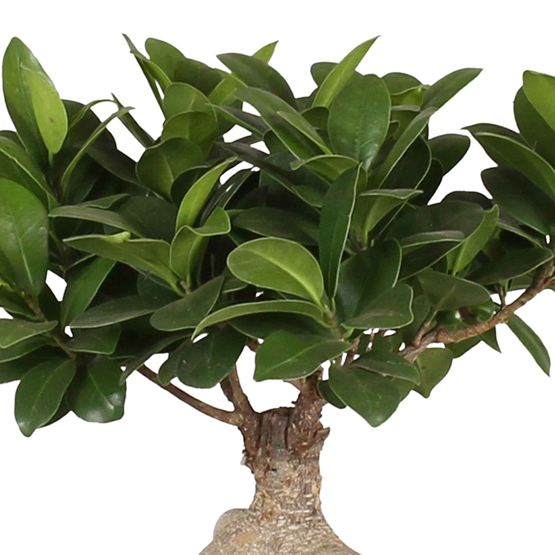 Bonsai Ficus 'Gingseng' inkl. Ziertopf aus Keramik - Grüne Zimmerpflanzen