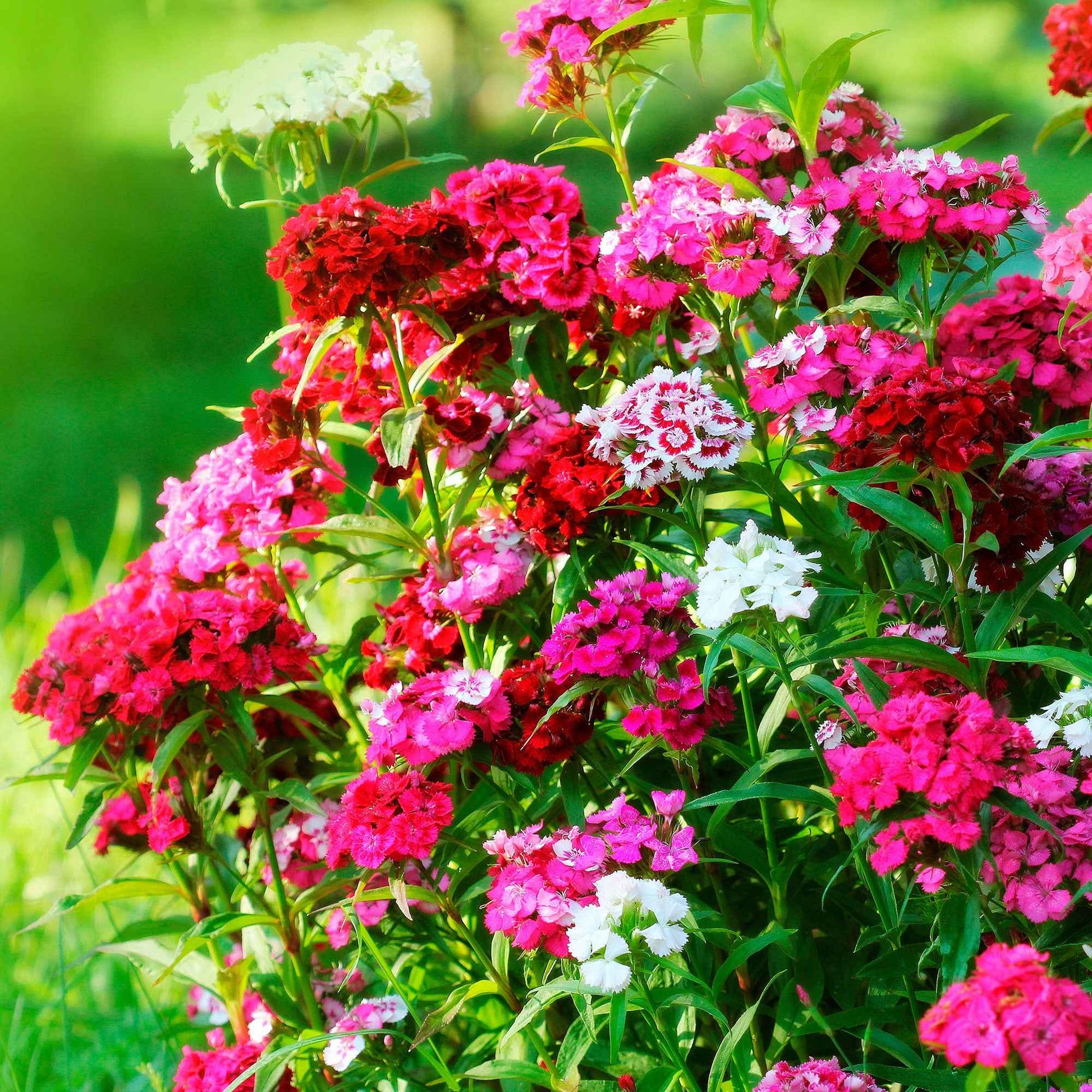 6x Bartnelke Dianthus 'Nanus' rosa - Winterhart - Alle Gartenstauden