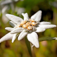 6x Edelweiß Leontopodium alpinum weiβ-gelb - Winterhart - Pflanzeneigenschaften