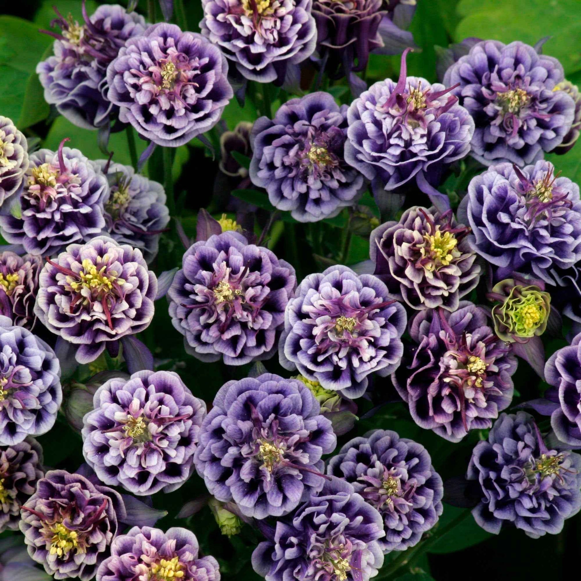 6x Gemeine Akelei Blau-Weiß - Winterhart - Gartenpflanzen