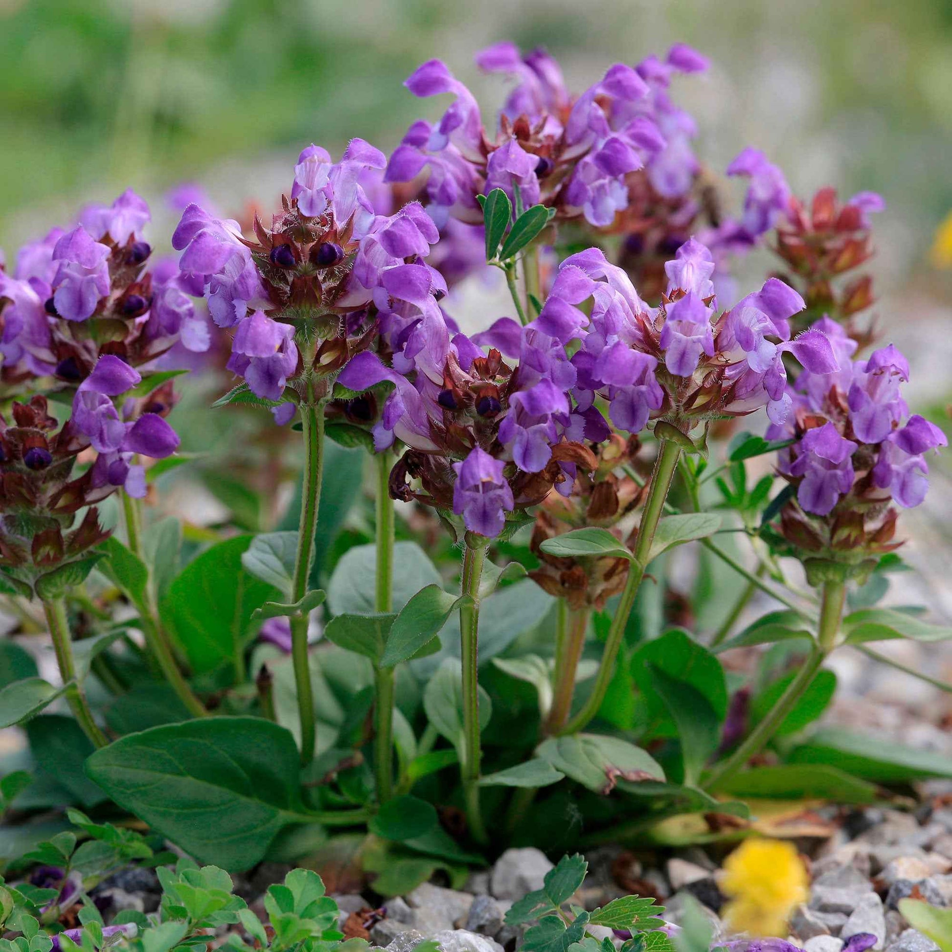 6x Braunelle Prunella grandiflora lila - Winterhart - Alle Gartenstauden