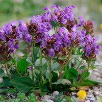 6x Braunelle Prunella grandiflora lila - Winterhart - Blühende Gartenpflanzen