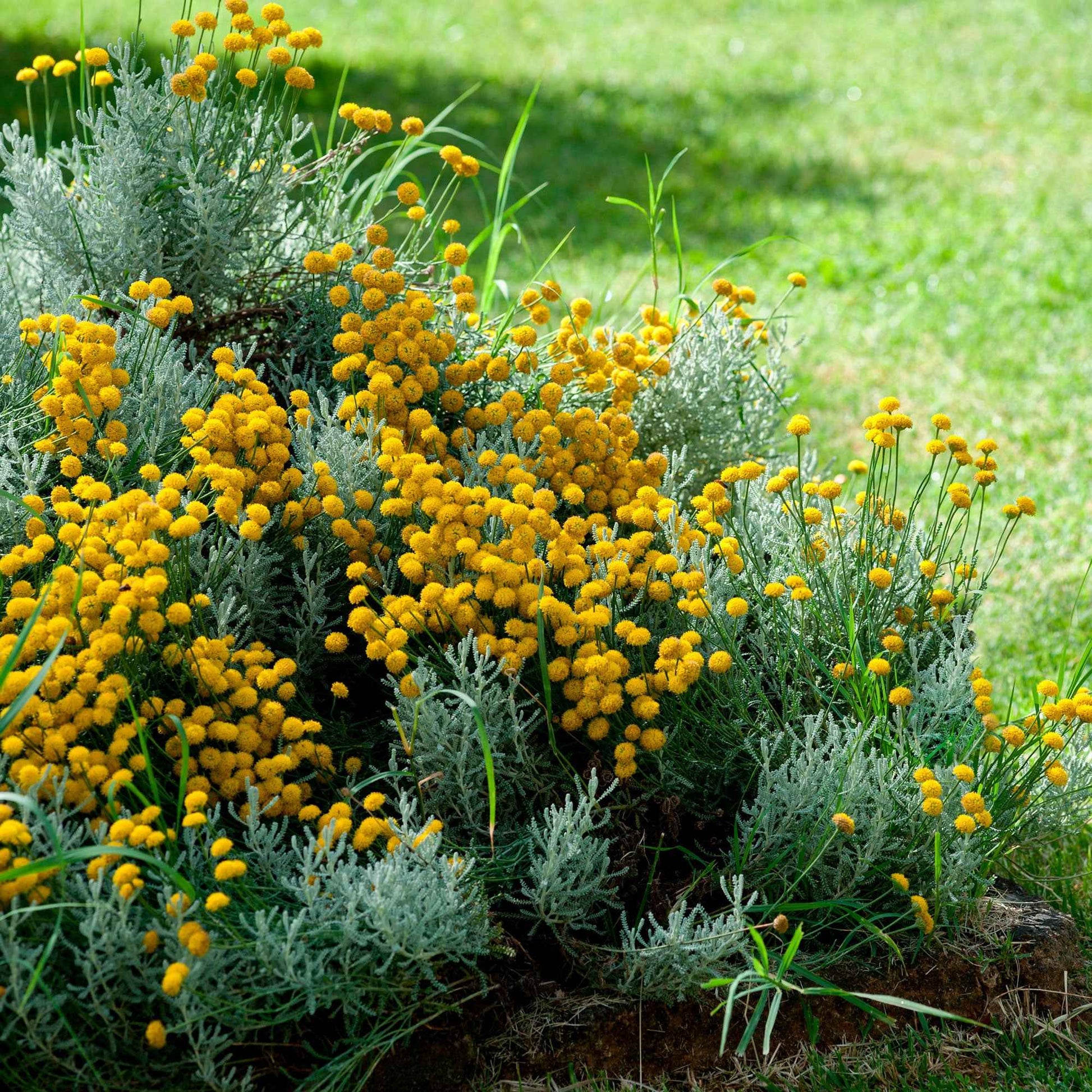 Sechserpack – Bodendecker – Heiligenkraut (Santolina chamaecyparissus), gelb  - Winterhart - Alle Gartenstauden