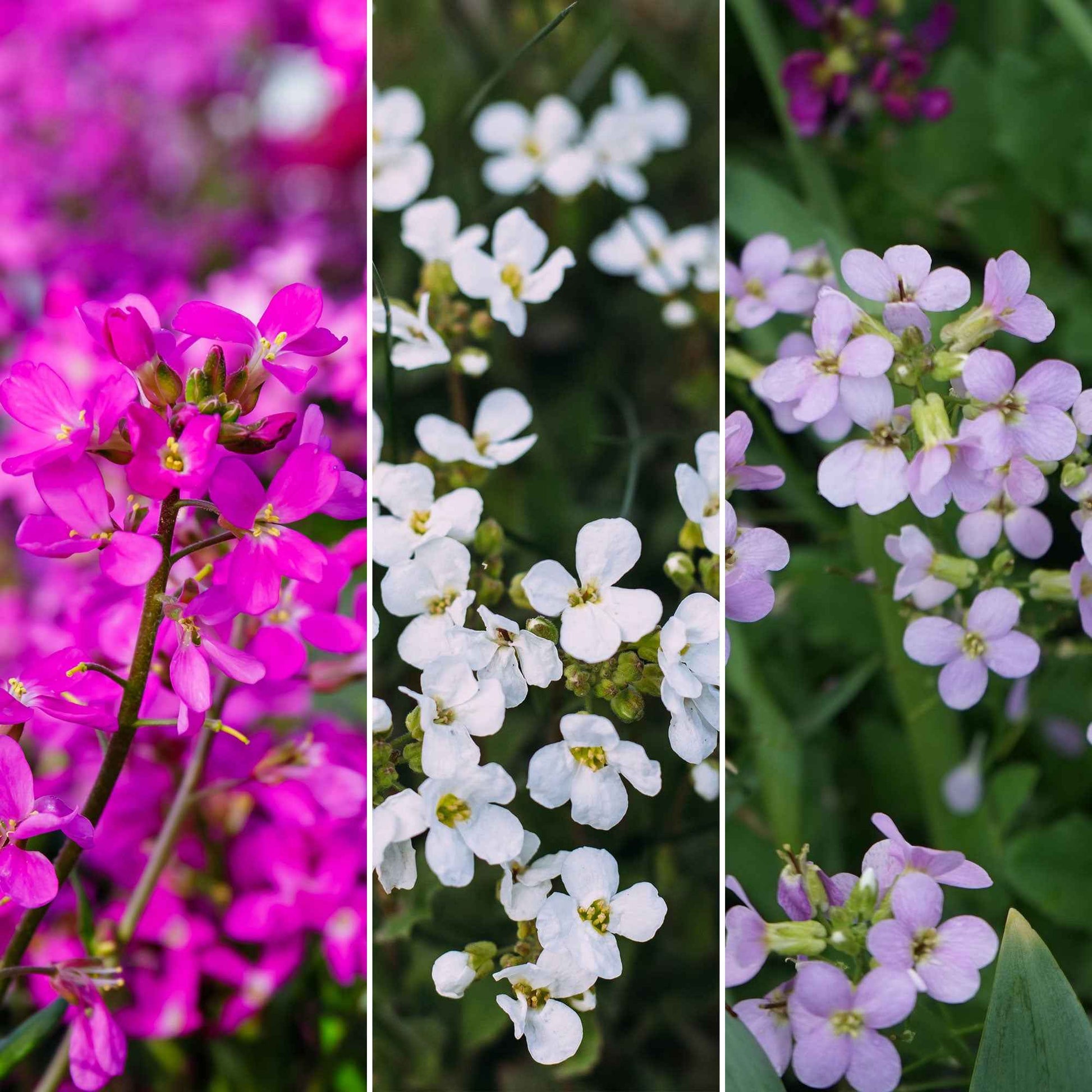 Sechserpack – Bodendecker – Immergrüne Schleifenblumenmischung 'Sweet Seeds'  - Winterhart - Alle Gartenstauden