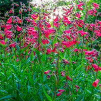 6x Akelei Penstemon hartwegii rot  - Winterhart - Alle Gartenstauden