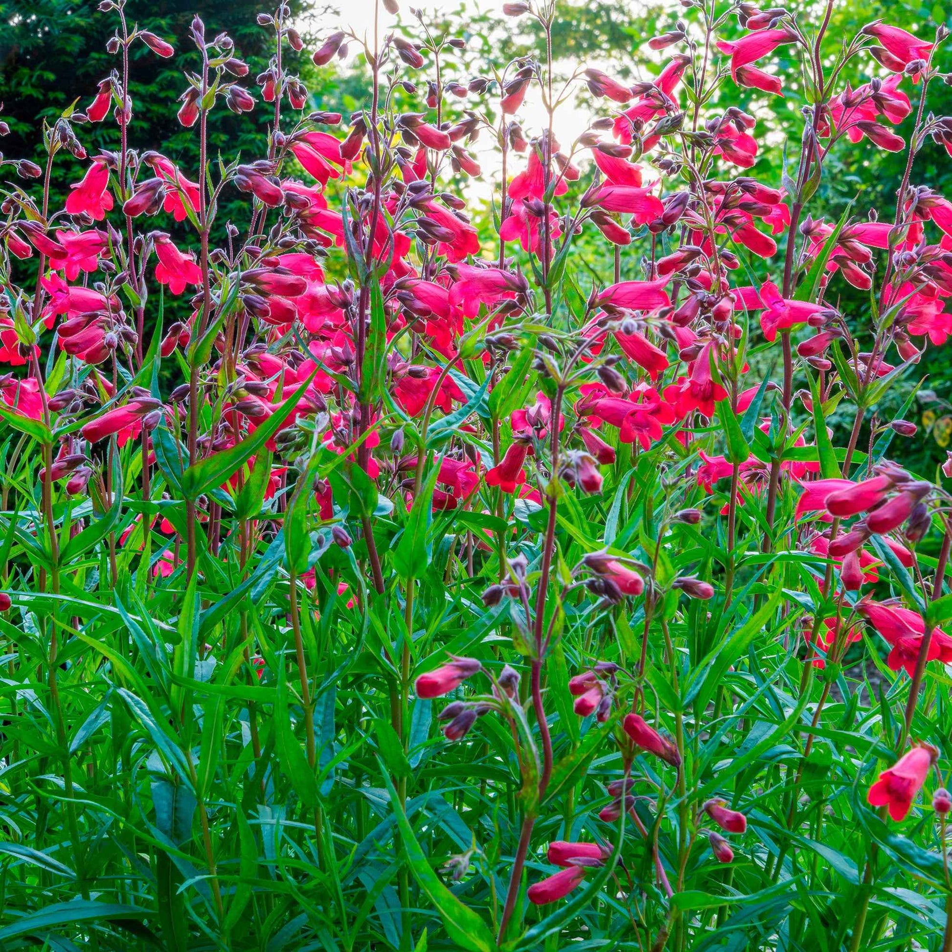 6x Akelei Penstemon hartwegii rot  - Winterhart - Alle Gartenstauden