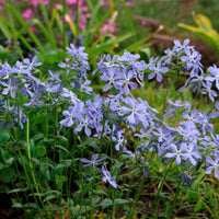 Sechserpack – Bodendecker – Flammenblume, blau - Winterhart - Gartenpflanzen