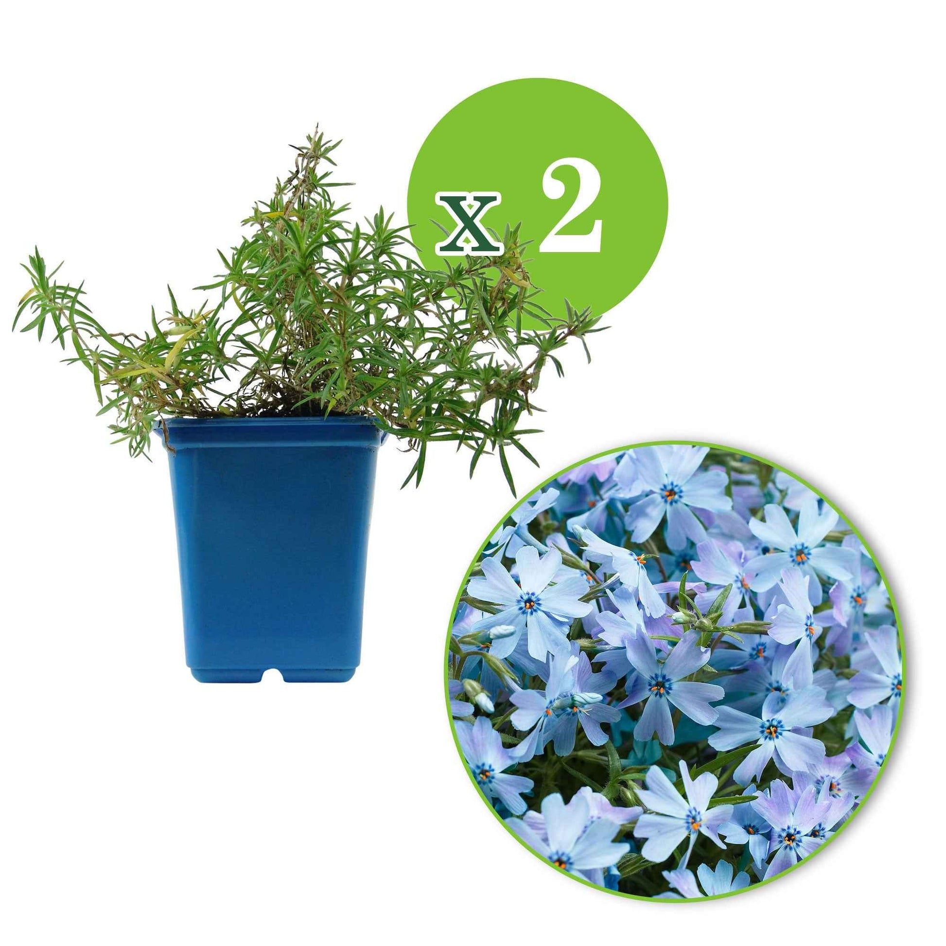 Sechserpack – Bodendecker – Flammenblume, blau - Winterhart - Bienen- und schmetterlingsfreundliche Pflanzen