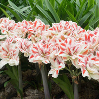 Amaryllis Hippeastrum 'Bright Nymph' doppelblütige rot-weiβ - Alle beliebten Blumenzwiebeln