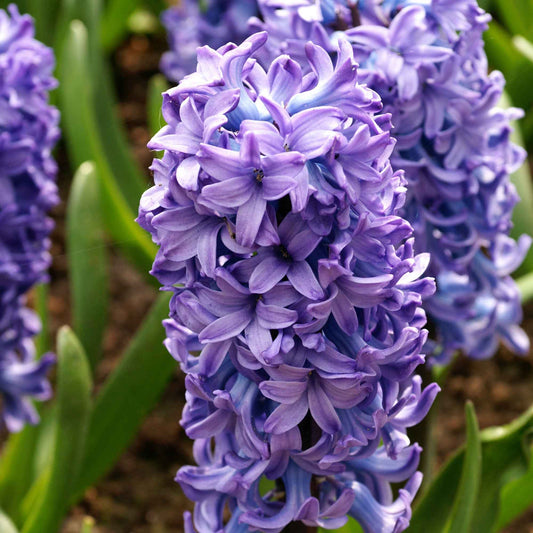 15 Hyazinthe 'Delft Blue' Blau - Alle beliebten Blumenzwiebeln