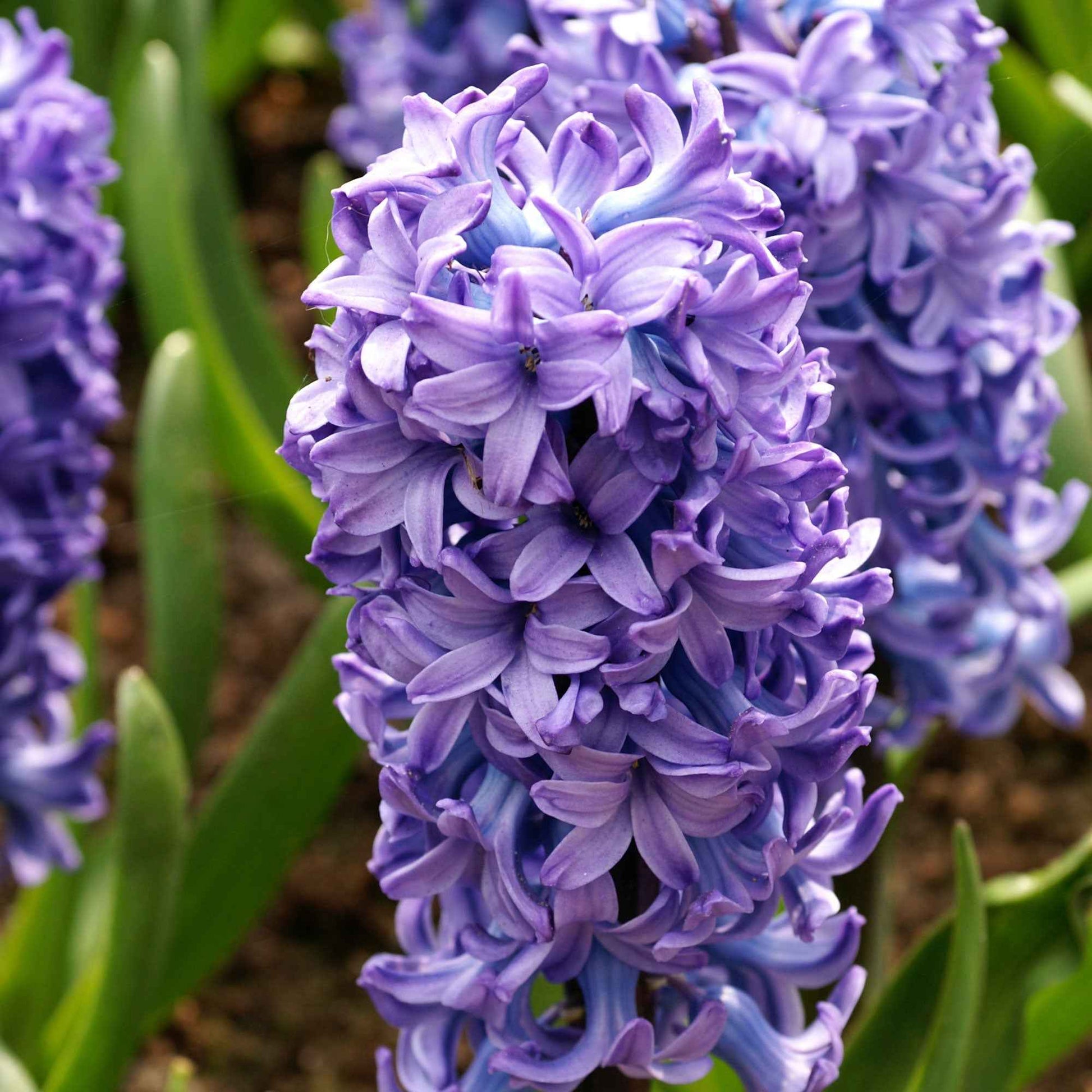 15 Hyazinthe 'Delft Blue' Blau - Beliebte Blumenzwiebeln