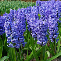 15 Hyazinthe 'Delft Blue' Blau - Alle Blumenzwiebeln