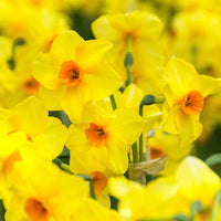 40x Narzisse Narcissus 'Martinette' kleinblütig gelb - Beliebte Blumenzwiebeln