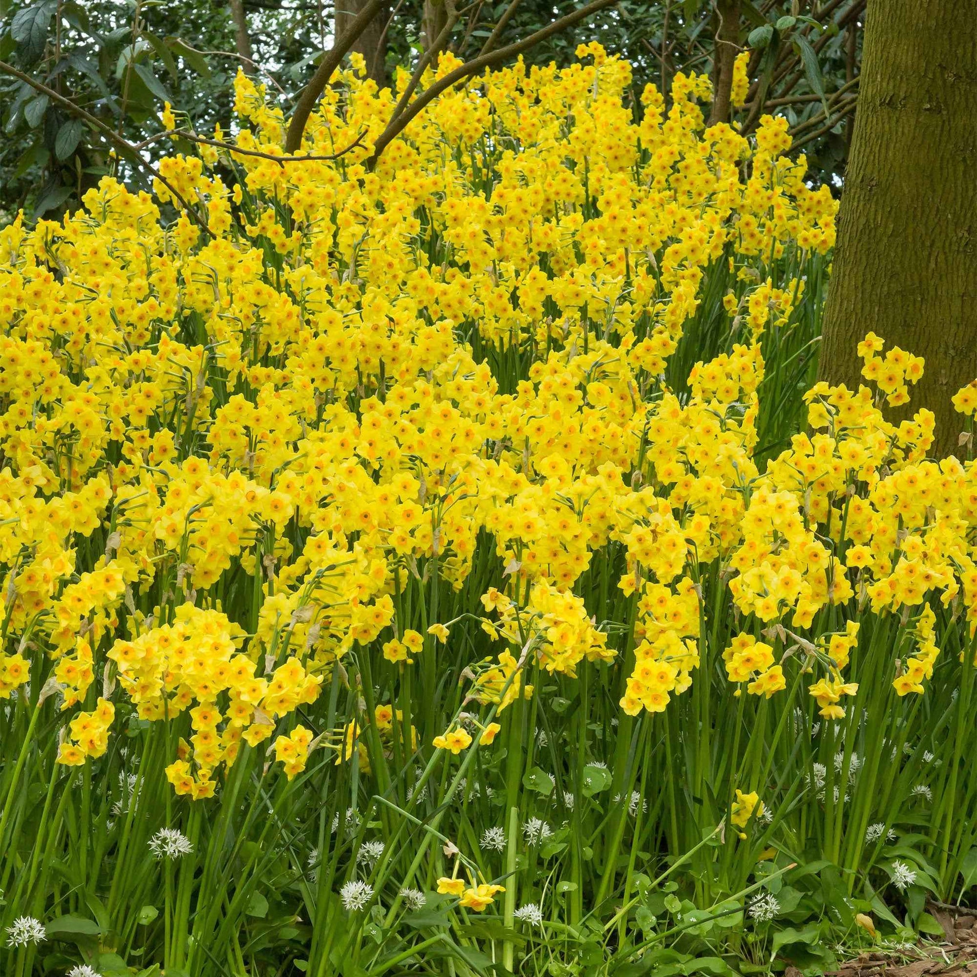 40x Narzisse Narcissus 'Martinette' kleinblütig gelb - Alle Blumenzwiebeln
