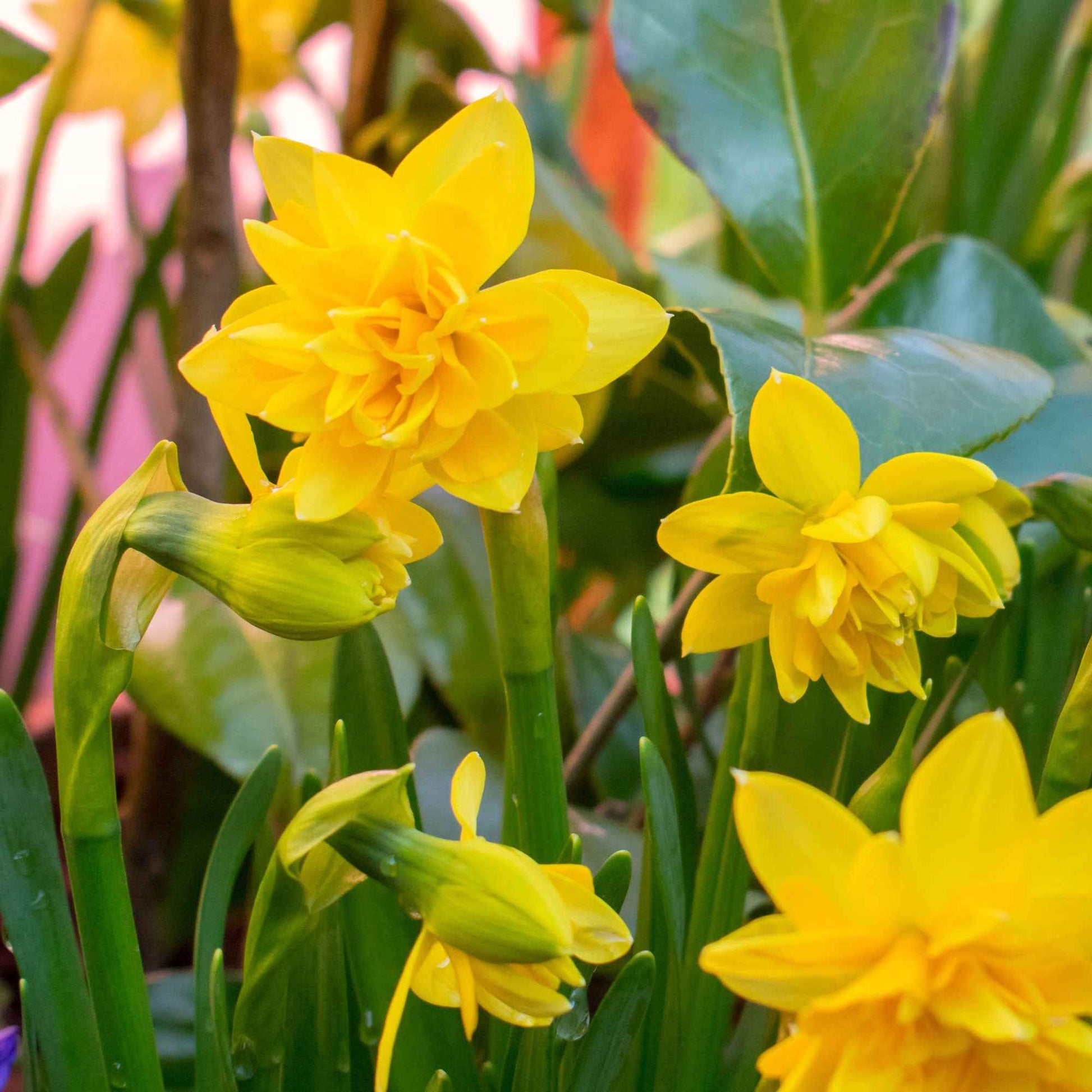 25x Narzisse Narcissus 'Tete Boucle' doppelblütige gelb - Alle beliebten Blumenzwiebeln