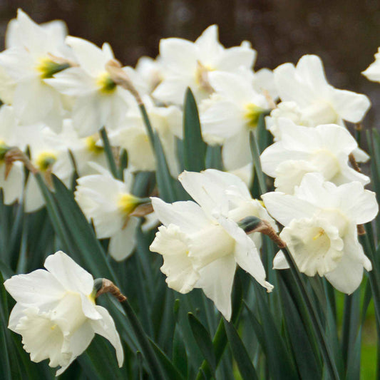 15x Narzisse Narcissus 'Mount Hood' weiβ - Alle beliebten Blumenzwiebeln
