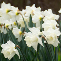 15x Narzisse Narcissus 'Mount Hood' weiβ - Beliebte Blumenzwiebeln
