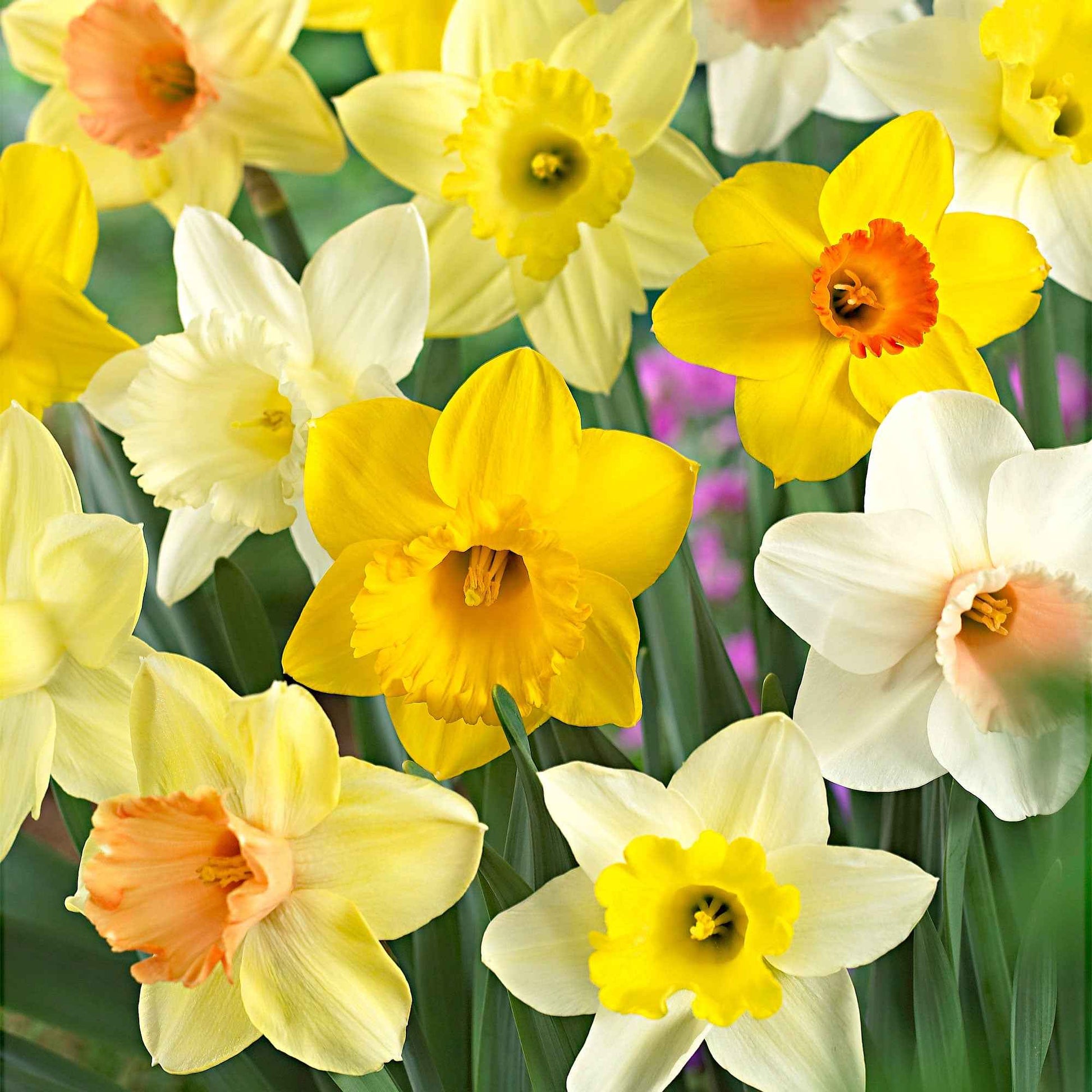 30x Narzisse Narcissus - Mischung 'Super Trumpets' - Alle beliebten Blumenzwiebeln