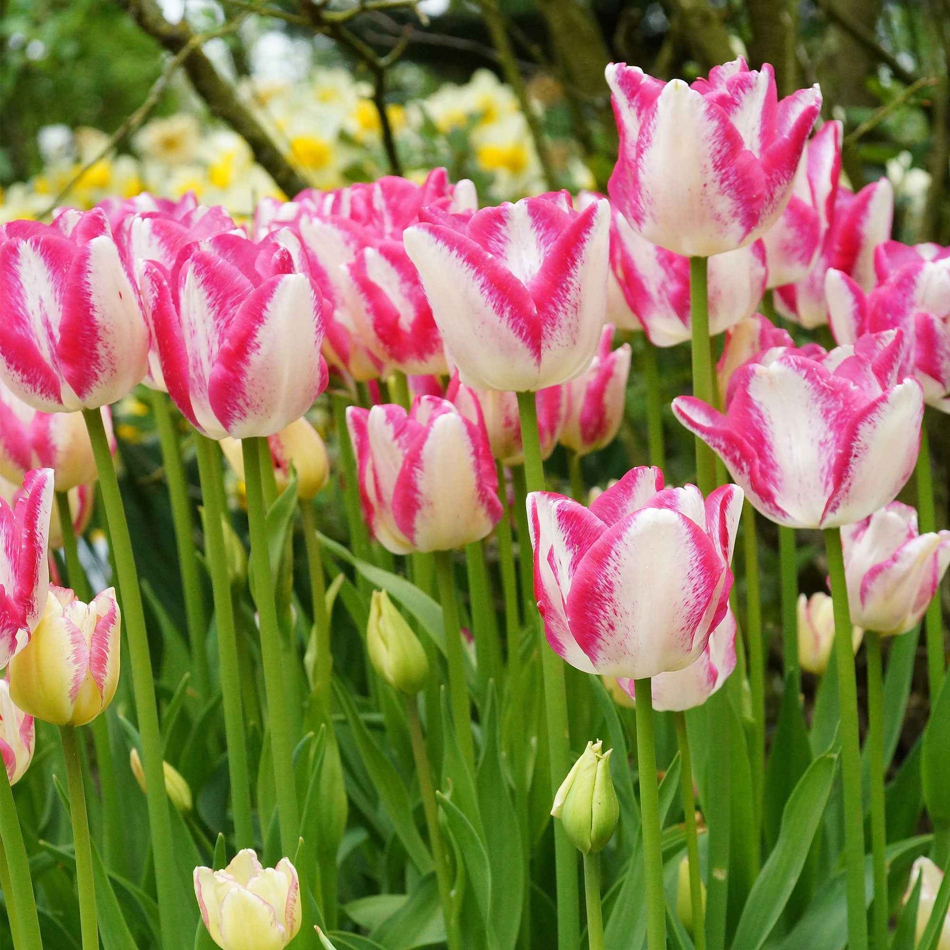 18x Tulpe Tulipa 'Del Piero' weiβ-rosa - Alle Blumenzwiebeln