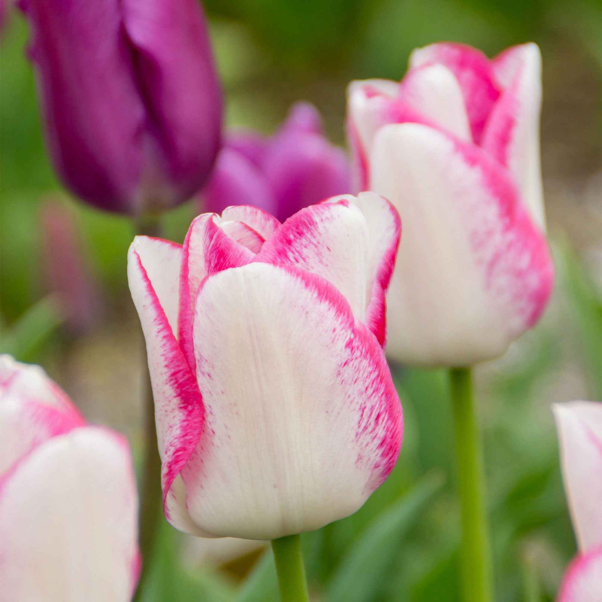 18x Tulpe Tulipa 'Del Piero' weiβ-rosa - Beliebte Blumenzwiebeln