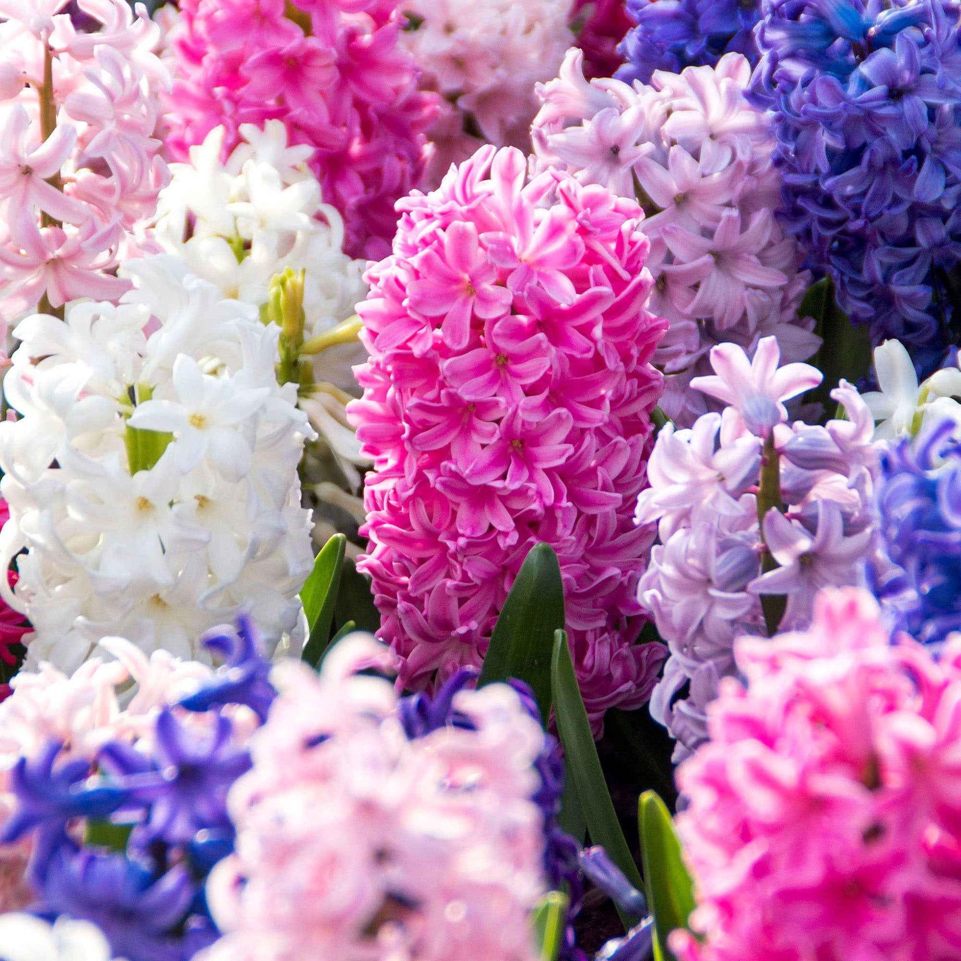 5 Hyazinthe 'Colorful Temptation'  Gemischt - Alle beliebten Blumenzwiebeln