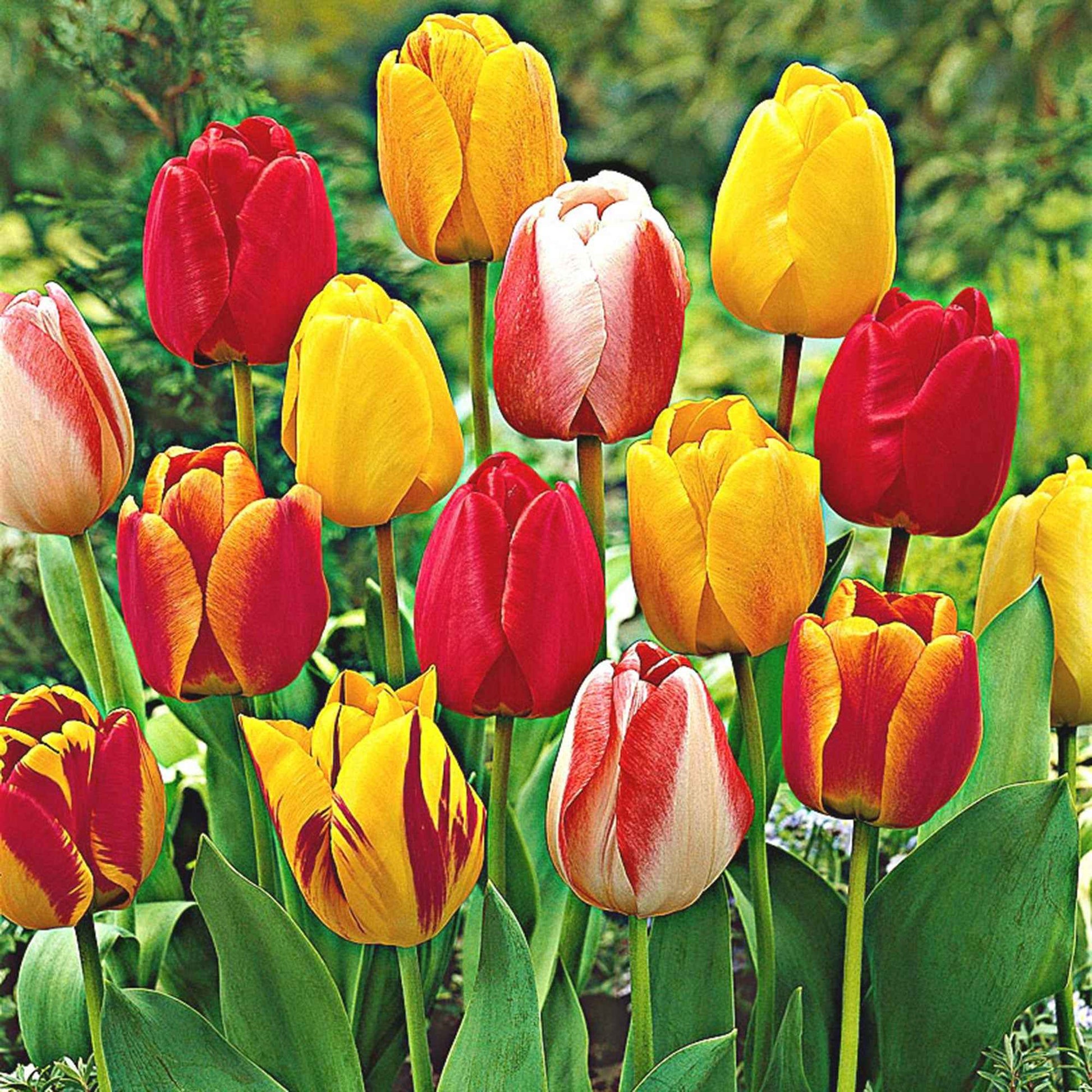 8x Tulpen und Narzissen - Mischung 'Adagio' Biologisch Gemischt - Bio - Alle beliebten Blumenzwiebeln