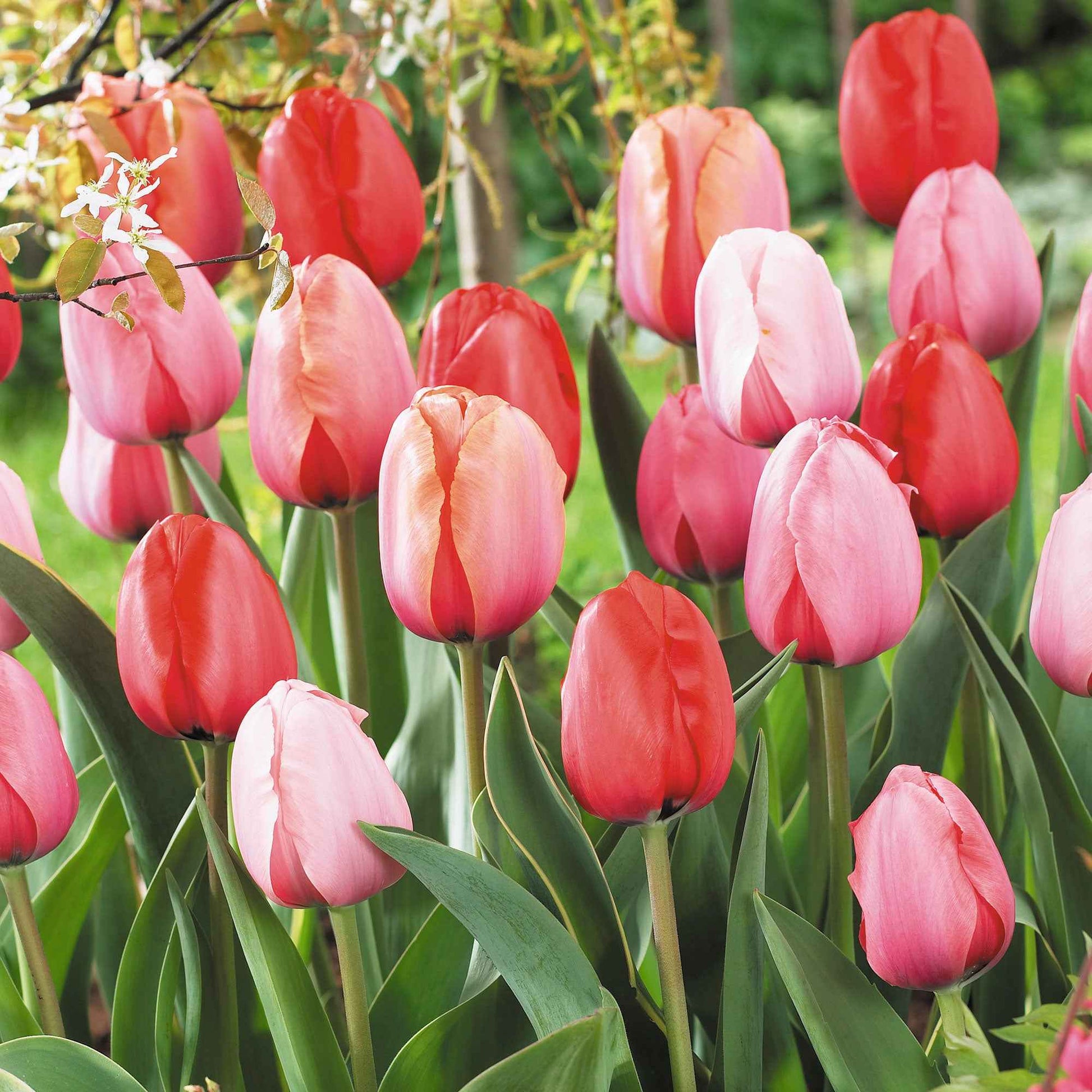 8x Tulpe Tulipa - Mischung 'Impression'  - Bio - Alle beliebten Blumenzwiebeln