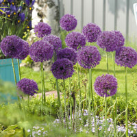 6x Allium 'Purple Sensation' Lila - Bio - Alle beliebten Blumenzwiebeln