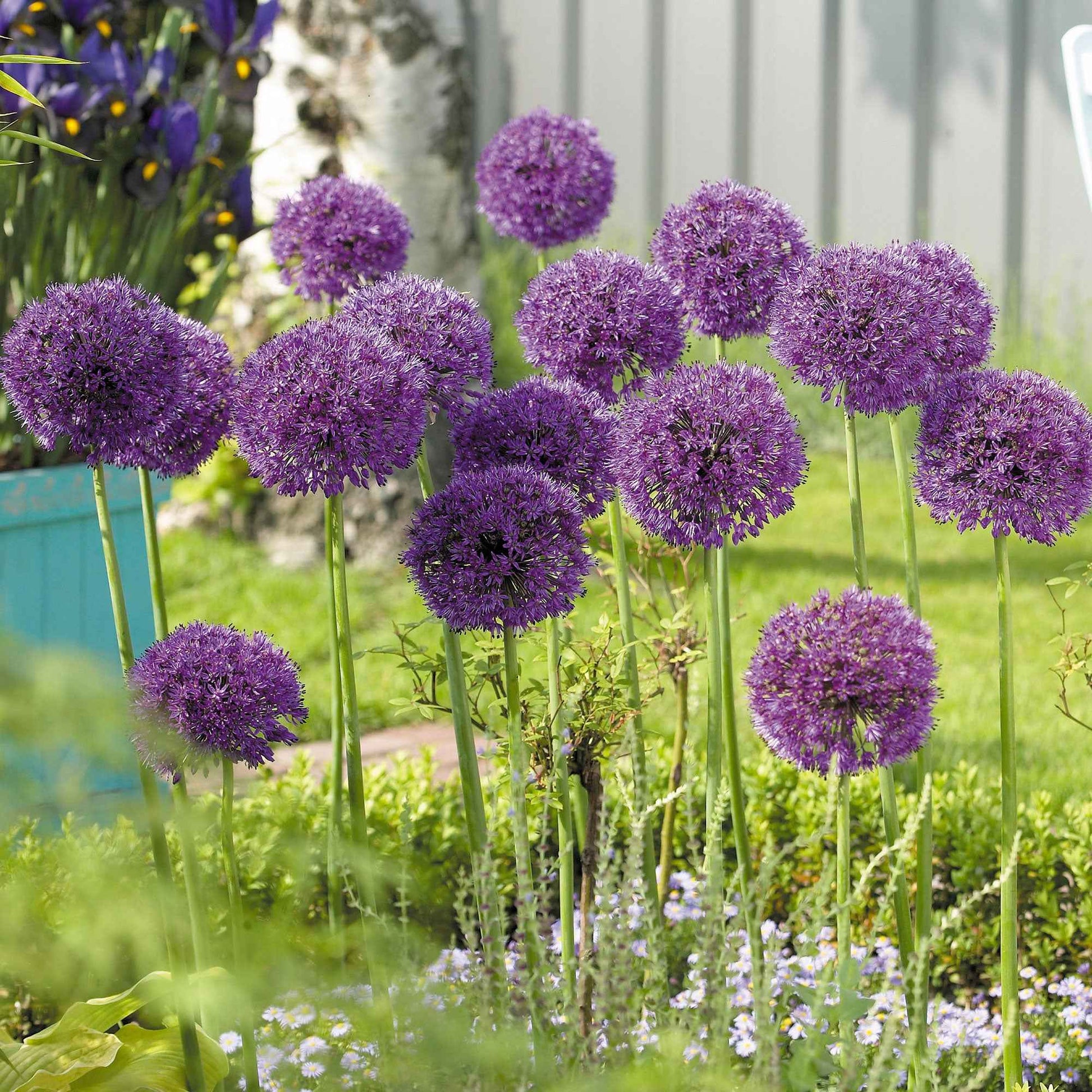 6x Allium 'Purple Sensation' Lila - Bio - Alle beliebten Blumenzwiebeln