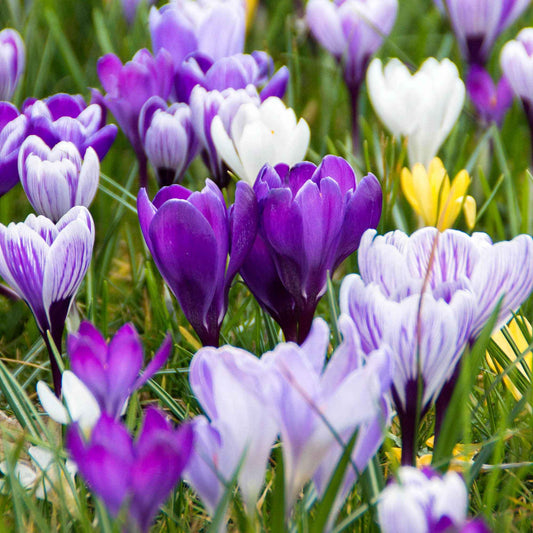 15x Krokus vernus - Mischung 'Nature Day'  - Bio - Alle beliebten Blumenzwiebeln