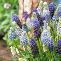 15x Blaue Trauben - Mischung 'Blue And White'  - Bio - Bienen- und schmetterlingsanziehende Blumenzwiebeln