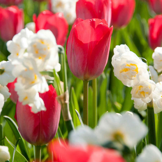 10x Tulpen und Narzissen - Mischung 'Zomerse Kleuren' Biologisch - Alle beliebten Blumenzwiebeln