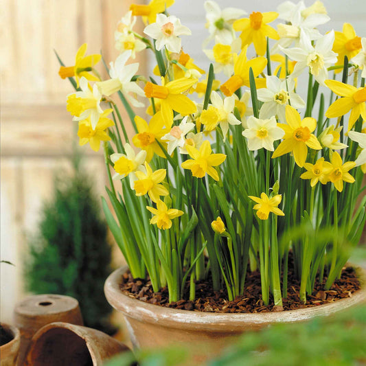 12x Narzisse Narcissus - Mischung 'Botanical'  - Bio - Alle beliebten Blumenzwiebeln