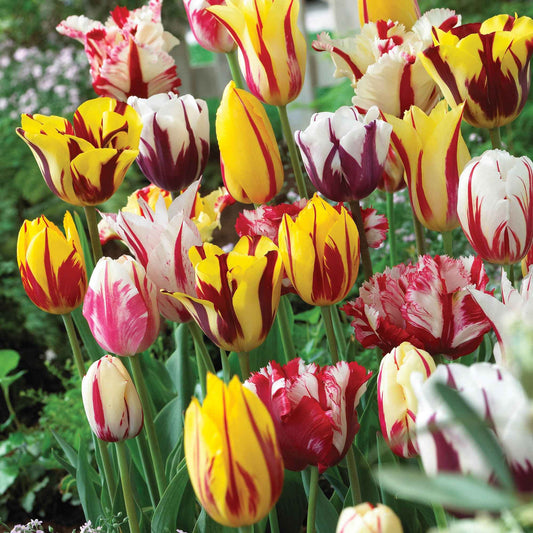 16x Tulpe Tulipa - Mischung 'Yellow Box' gelb - Alle beliebten Blumenzwiebeln