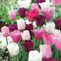16x Tulpen Tulipa 'The Pink Box' rosa - Alle beliebten Blumenzwiebeln