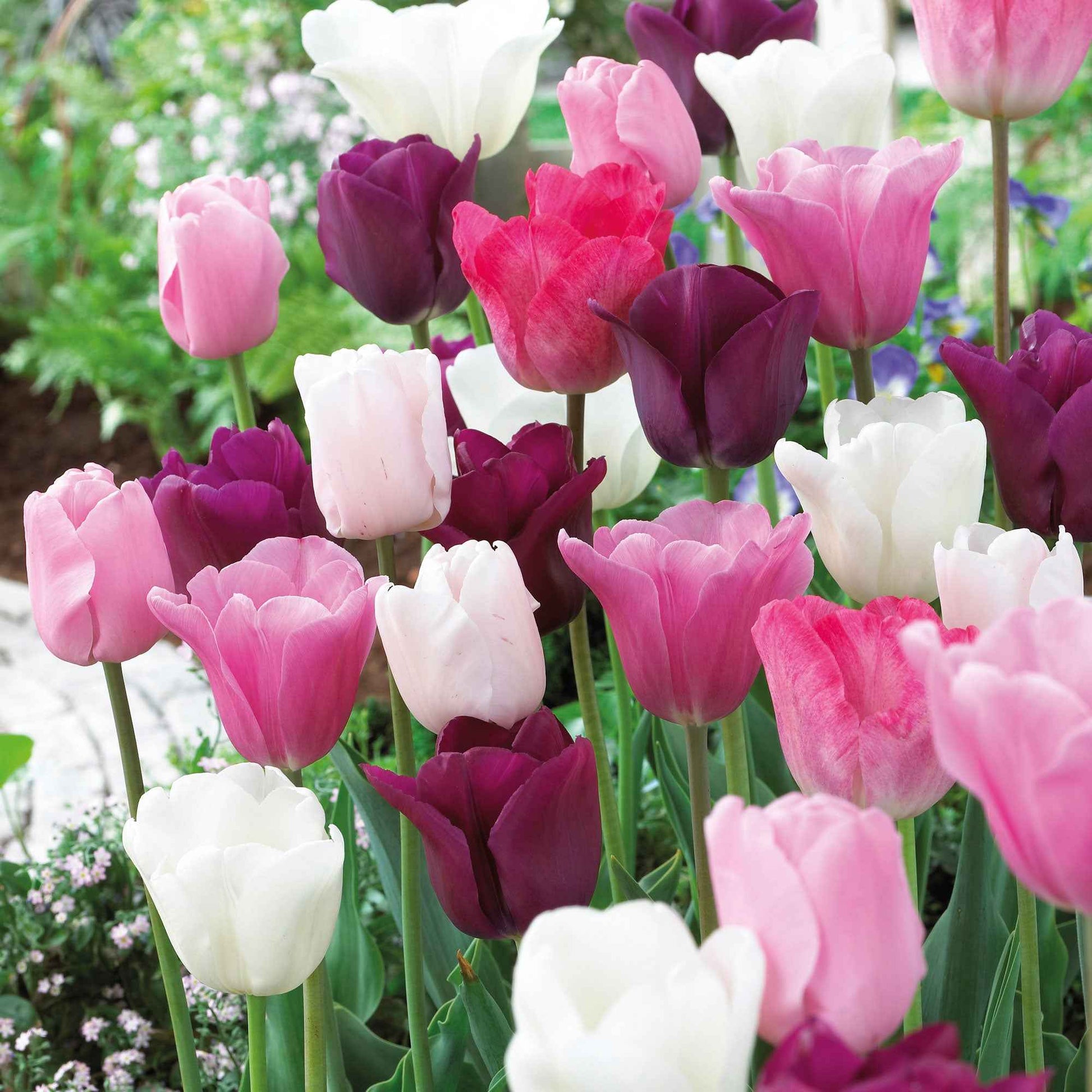 16x Tulpen Tulipa 'The Pink Box' rosa - Alle beliebten Blumenzwiebeln