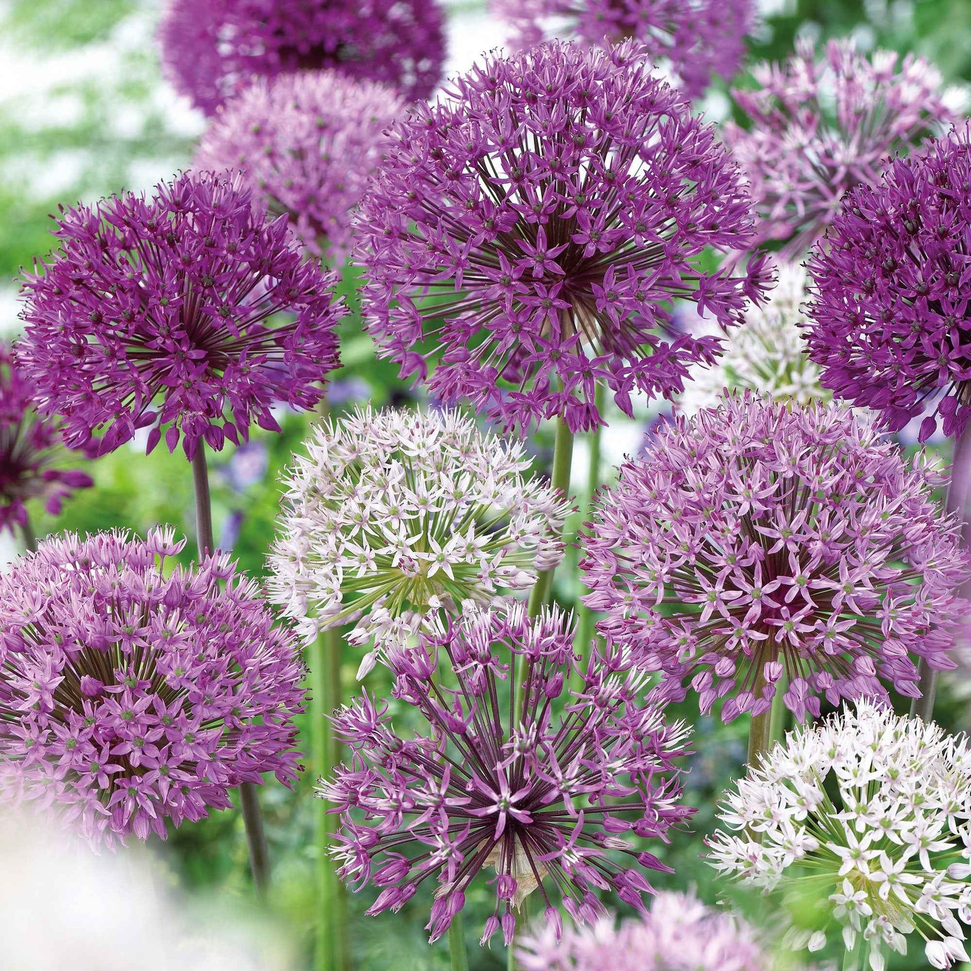 16x Zierzwiebel Allium 'The Purple Box' lila - Alle beliebten Blumenzwiebeln