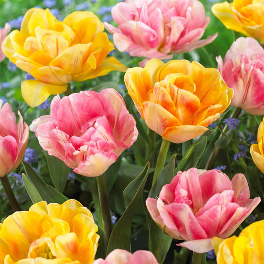 16x Tulpe Tulipa - Mischung 'Foxy Freedom' Rosa-Gelb - Alle beliebten Blumenzwiebeln