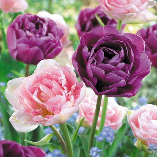 16x Tulpe Tulipa - Mischung 'Dancing Queen' Lila-Rosa - Alle beliebten Blumenzwiebeln