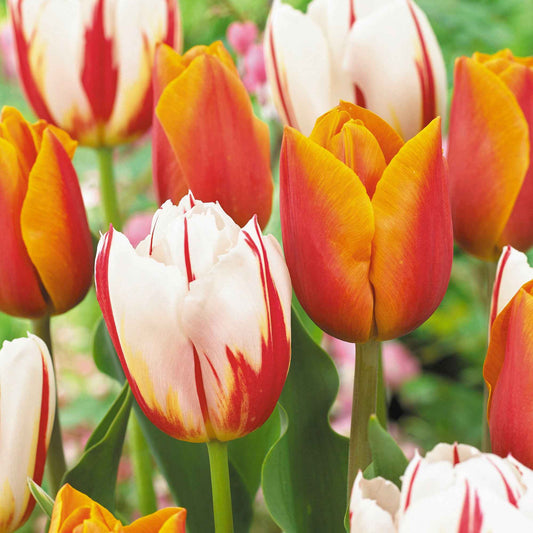 16x Tulpe Tulipa - Mischung 'Sunset Sky' Orange-Rot-Weiß - Alle beliebten Blumenzwiebeln