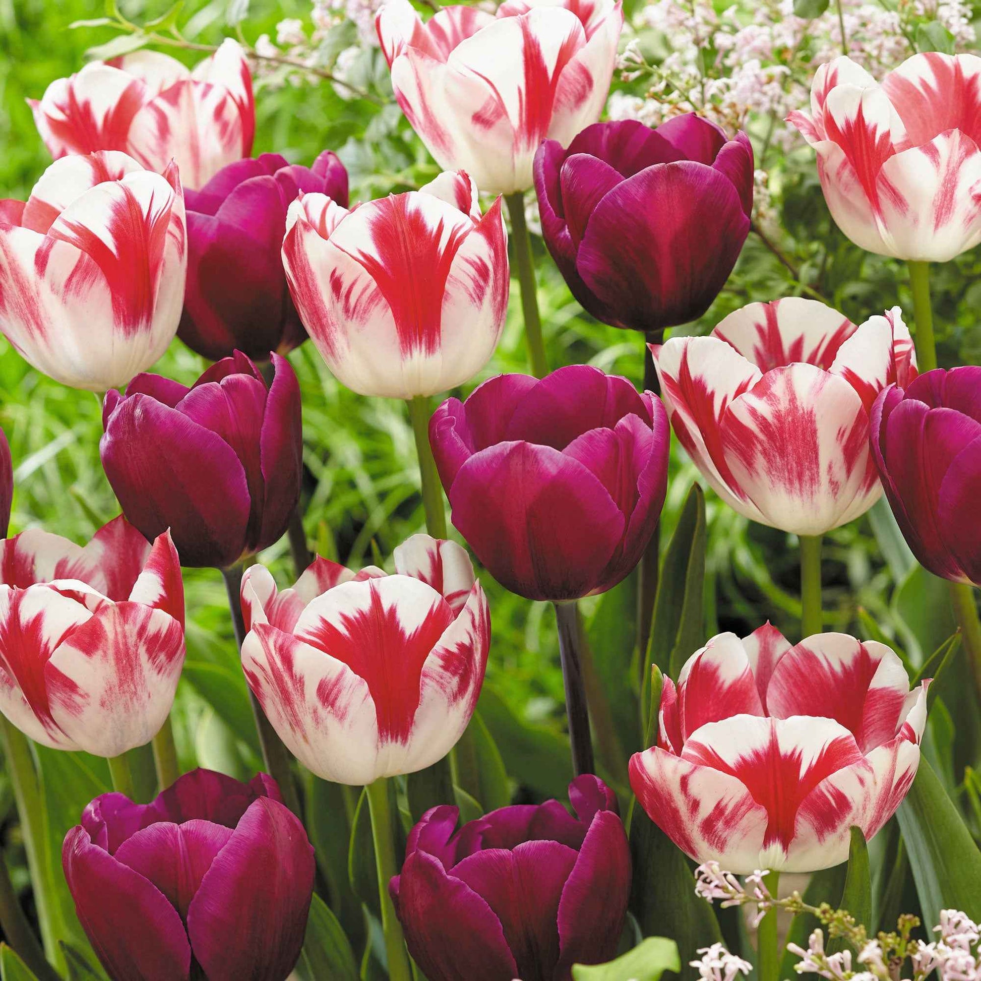 16x Tulpe Tulipa - Mischung 'Flames At Night' Lila-Rot-Weiß - Alle beliebten Blumenzwiebeln