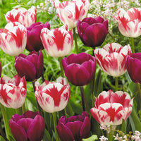 16x Tulpe Tulipa - Mischung 'Flames At Night' Lila-Rot-Weiß - Alle Blumenzwiebeln